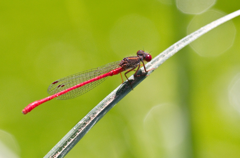libellula rossa